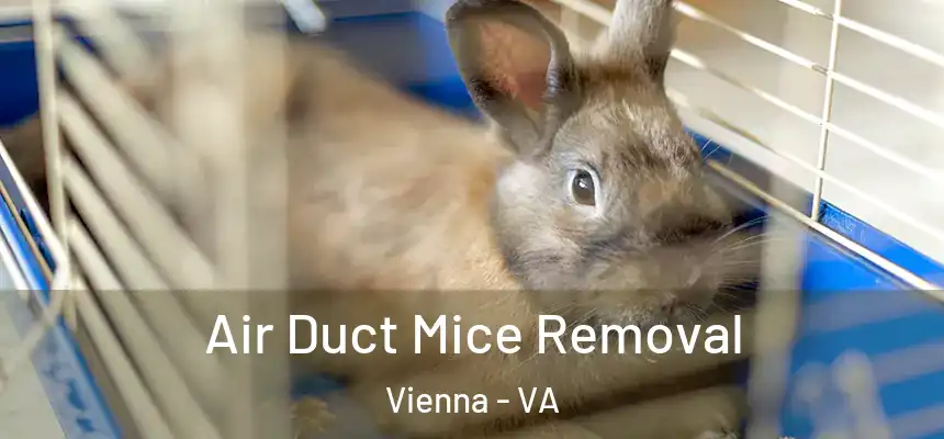  Air Duct Mice Removal Vienna - VA